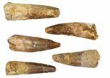 Lot: -, Bargain Spinosaurus Teeth - Pieces #82626-2